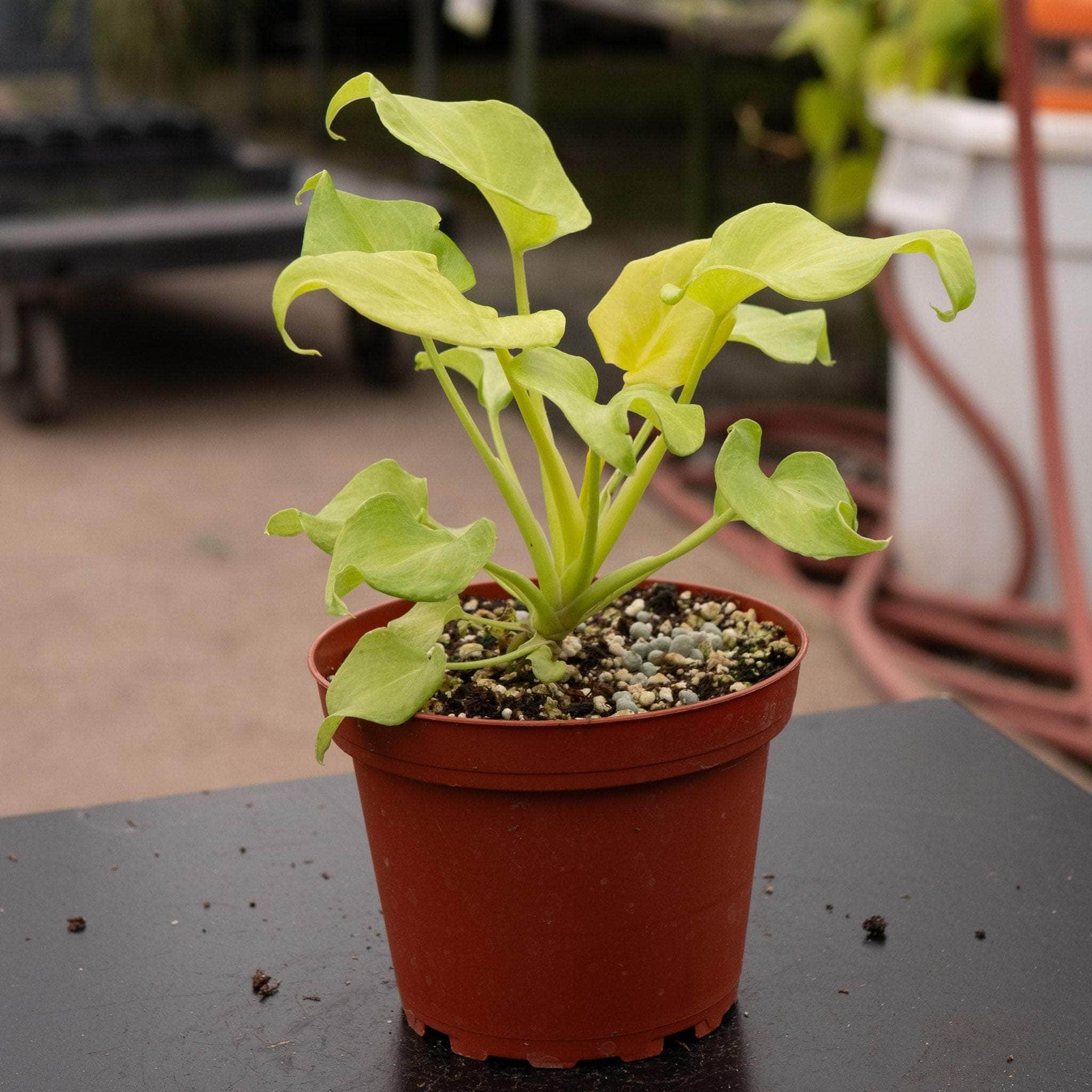 philodendron golden selloum Philodendron xanadu aurea