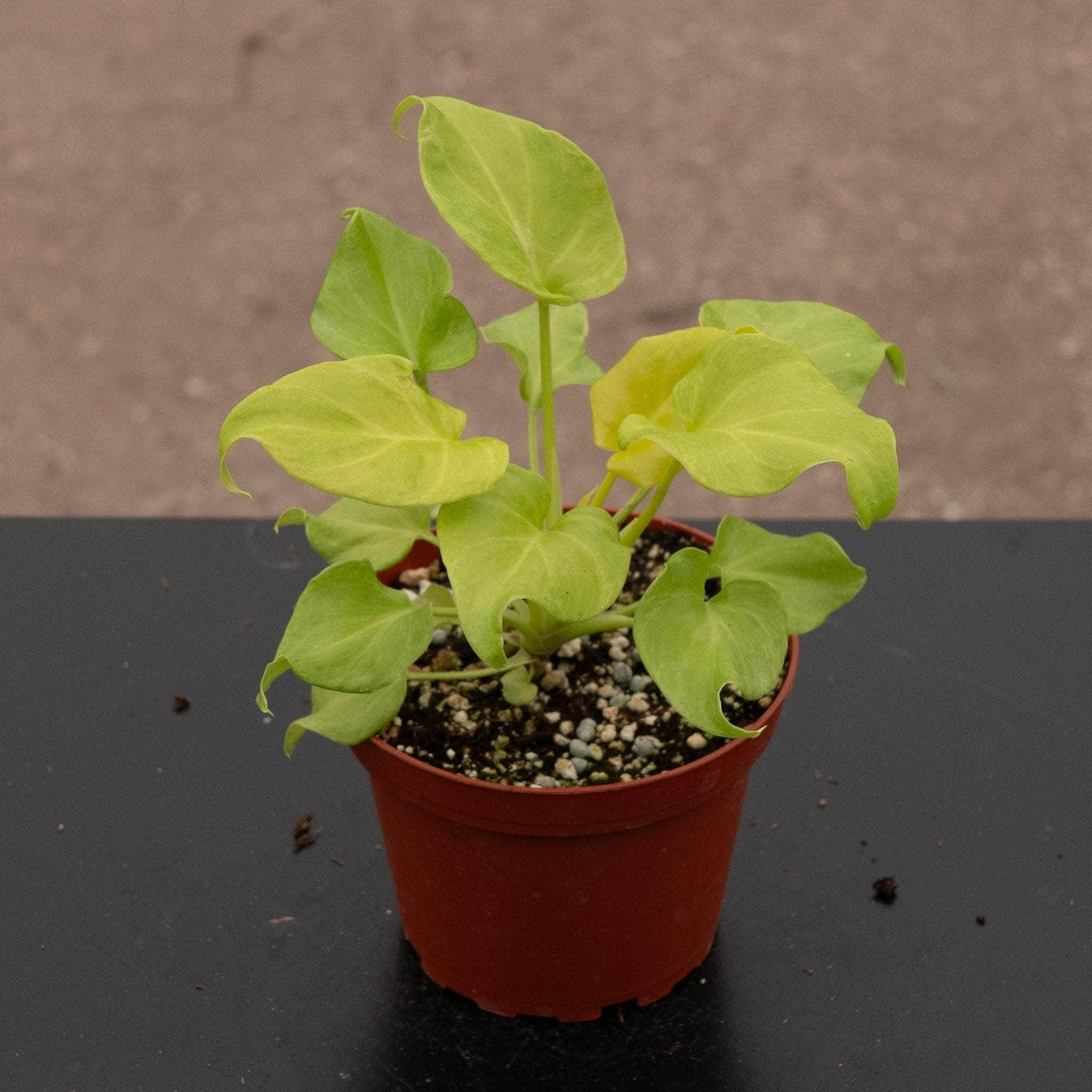 xanadu philodendron yellow leaves Philodendron xanadu aurea