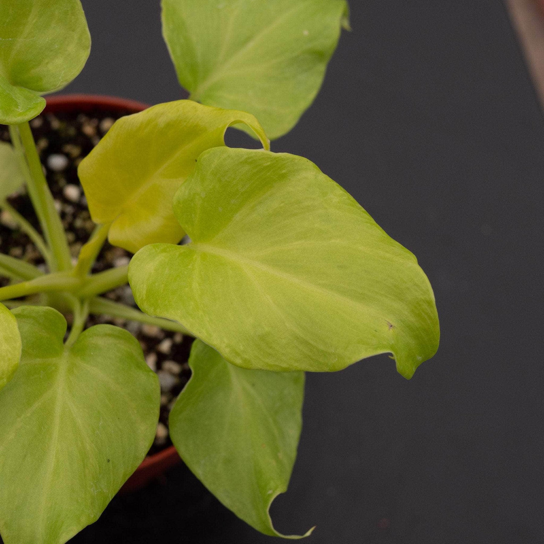 philodendron xanadu lime gold Philodendron xanadu aurea