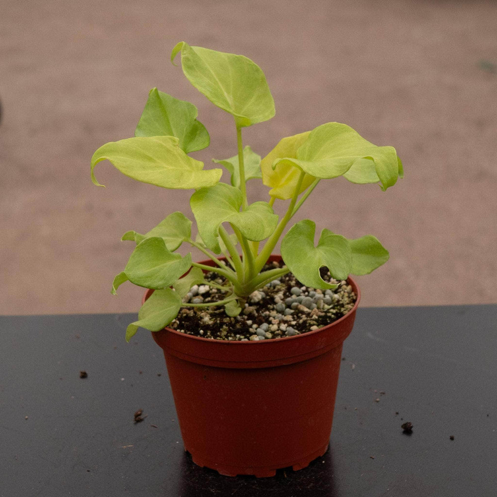 Gabriella Plants Philodendron 4" Philodendron xanadu aurea