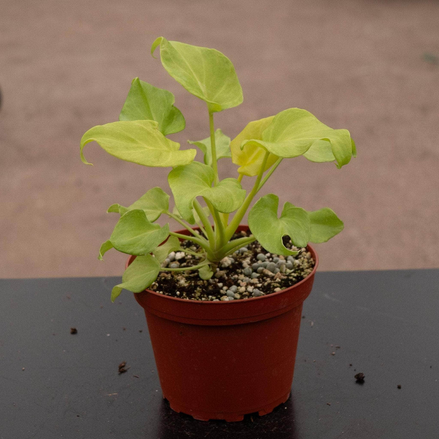 philodendron xanadu yellow Philodendron xanadu aurea
