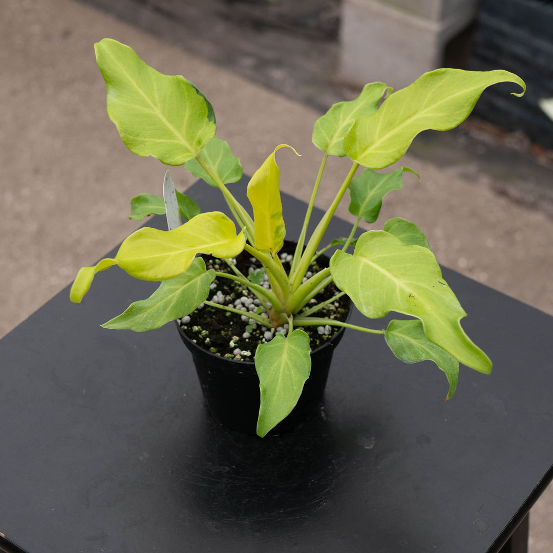 Gabriella Plants Philodendron 4" Philodendron xanadu aurea