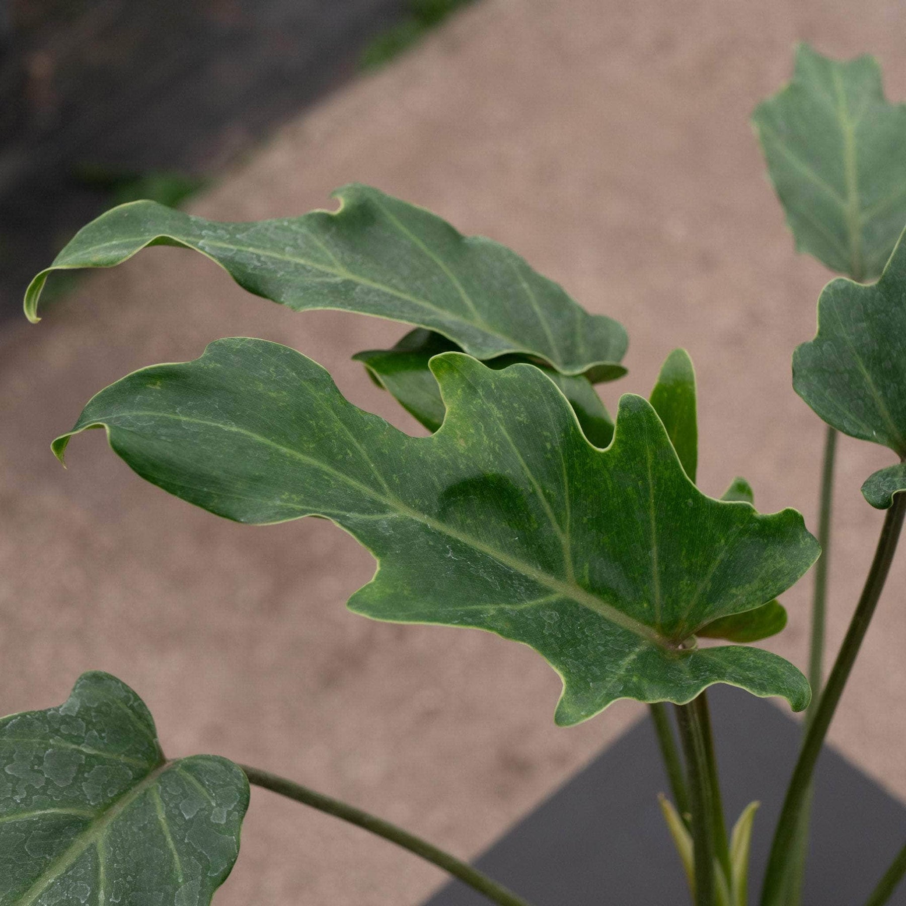 philodendron deja vu Philodendron xanadu 'Deja Vu'
