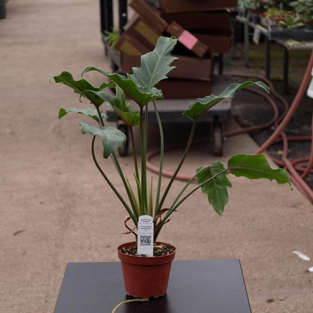 deja vu philodendron Philodendron xanadu 'Deja Vu'