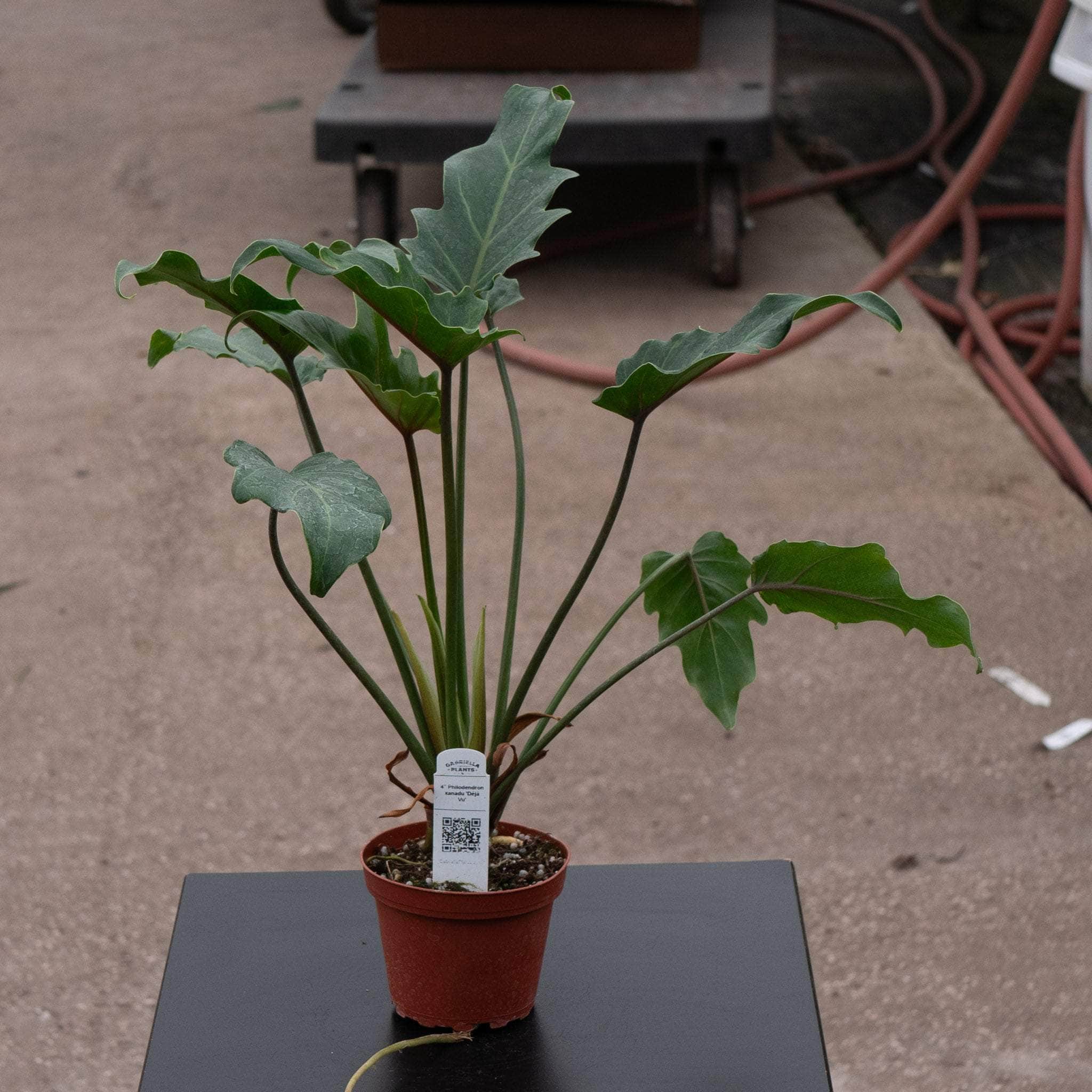 philodendron xanadu vs selloum Philodendron xanadu 'Deja Vu'
