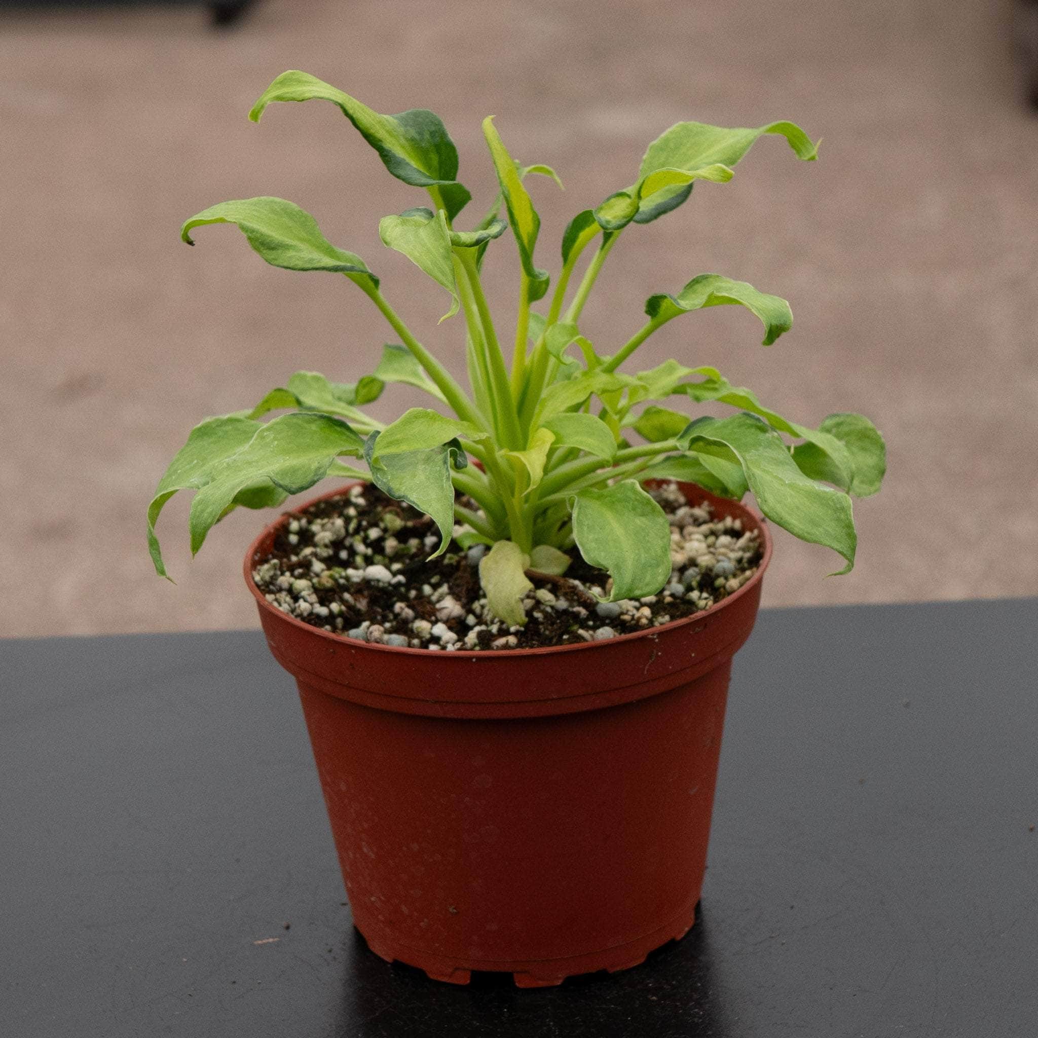 Philodendron xanadu variegated - Gabriella Plants