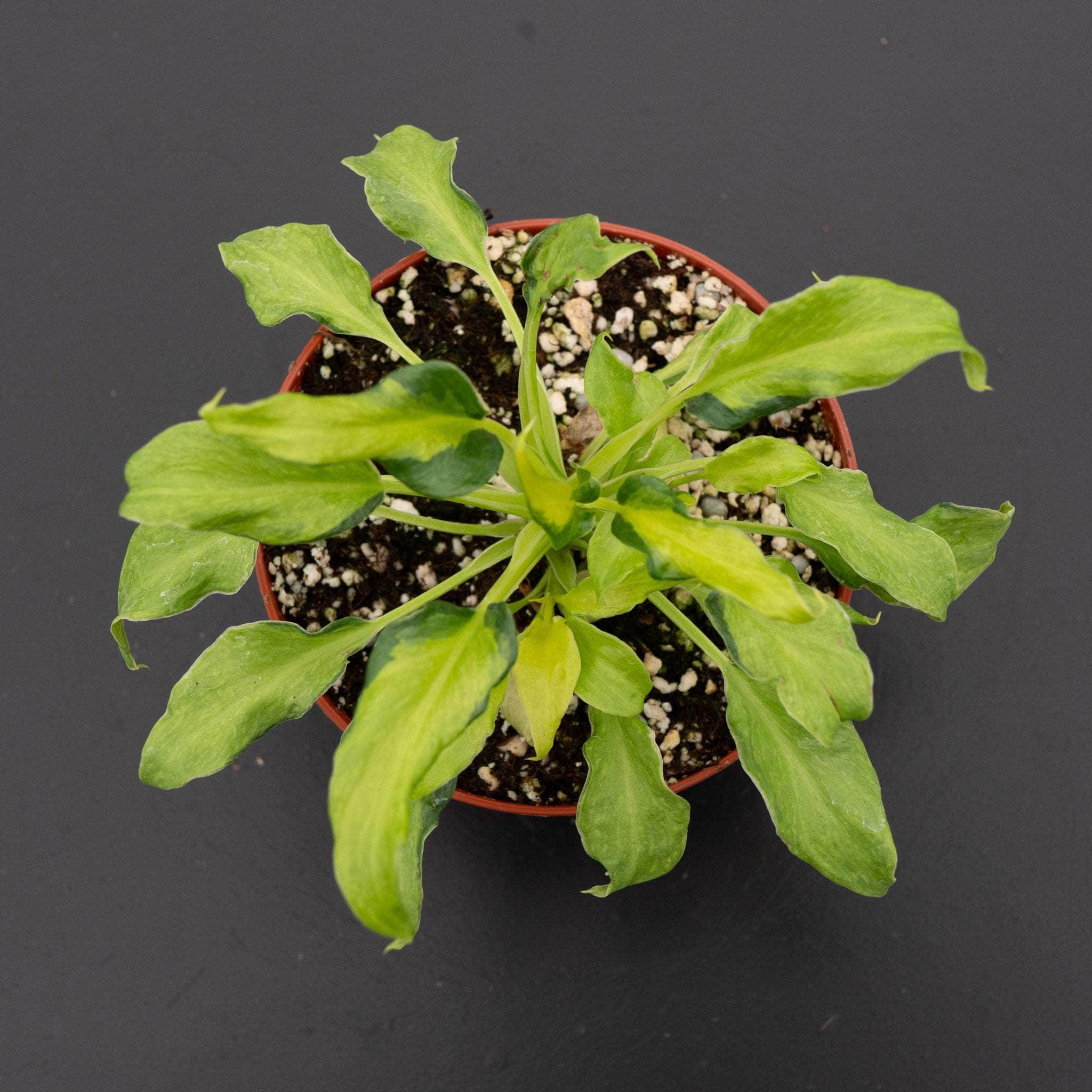 Philodendron xanadu variegated - Gabriella Plants