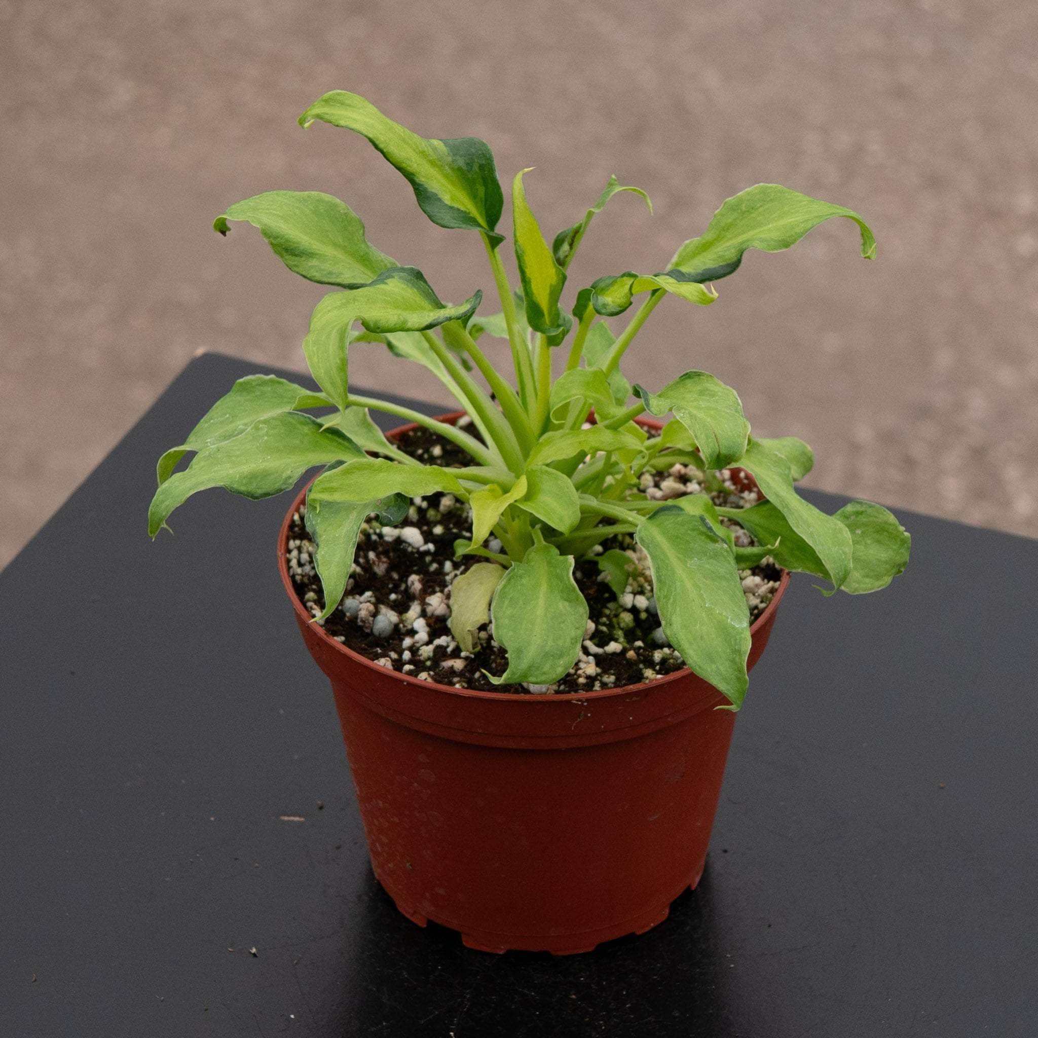 buy philodendron xanadu Philodendron xanadu variegated