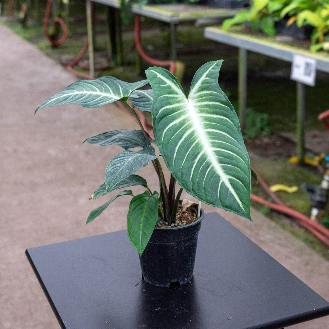 Phyllotaenium lindenii 'Magnificum' - Gabriella Plants