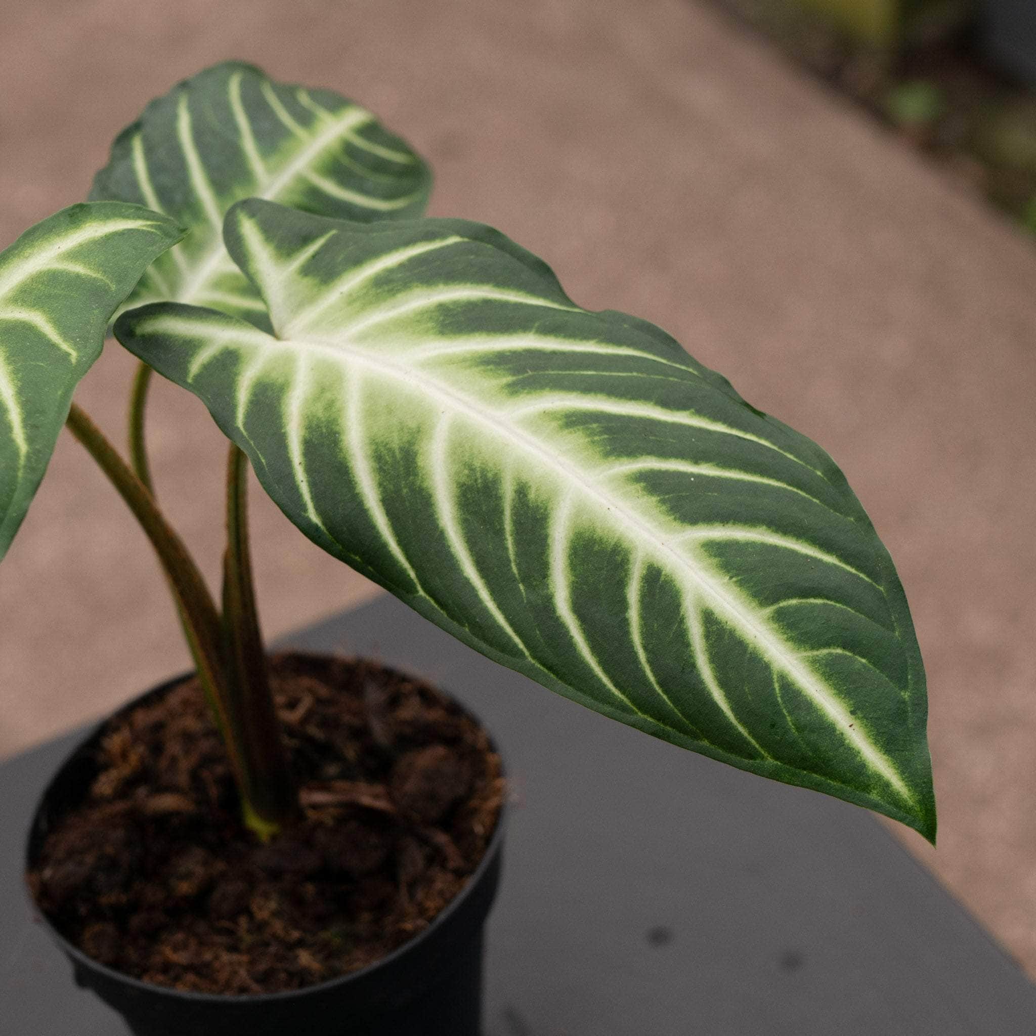 Phyllotaenium lindenii 'Magnificum' - Gabriella Plants