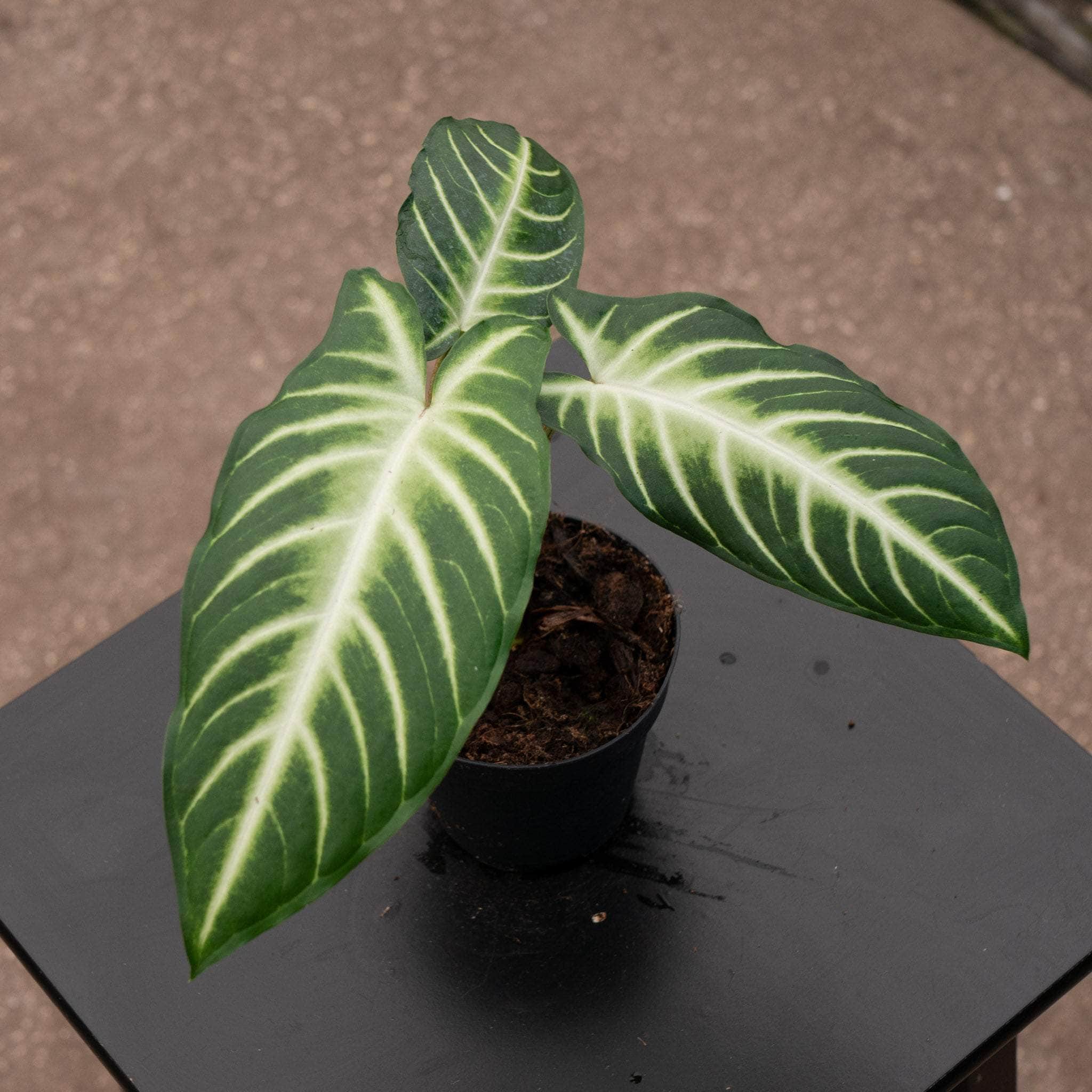 Phyllotaenium lindenii 'Magnificum' – Gabriella Plants