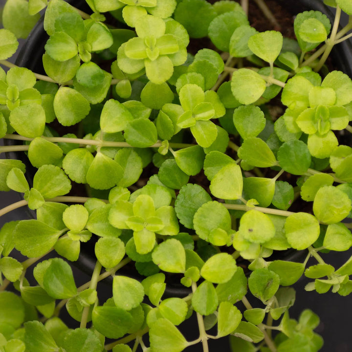 Gabriella Plants Pilea 4" Pilea depressa 'Baby Tears'
