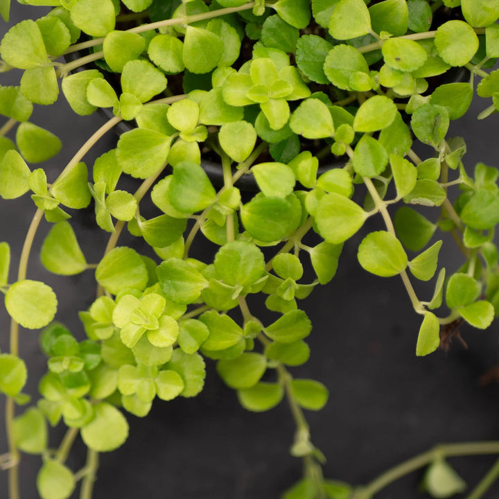 Gabriella Plants Pilea 4" Pilea depressa 'Baby Tears'