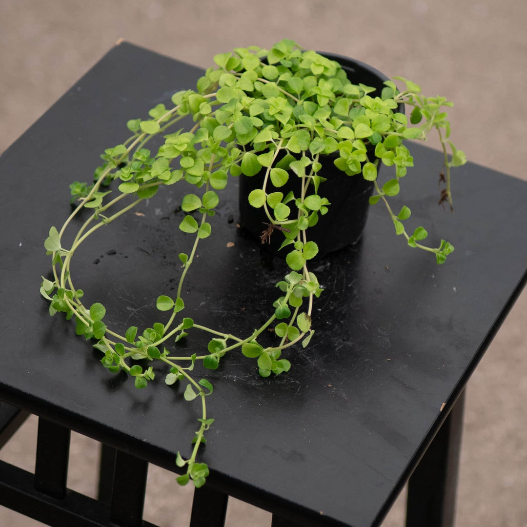Gabriella Plants Pilea 4" Pilea depressa 'Baby Tears'