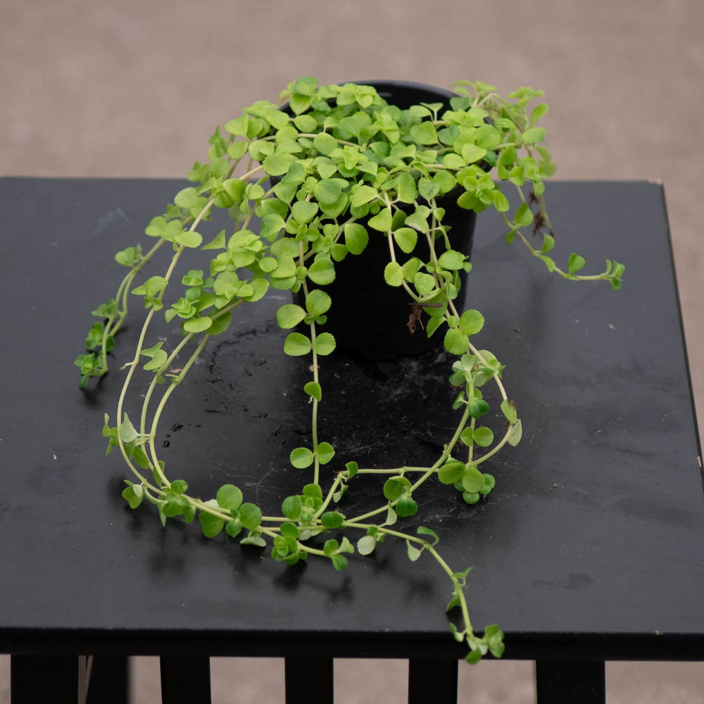Gabriella Plants Pilea 4" Pilea depressa 'Baby Tears'