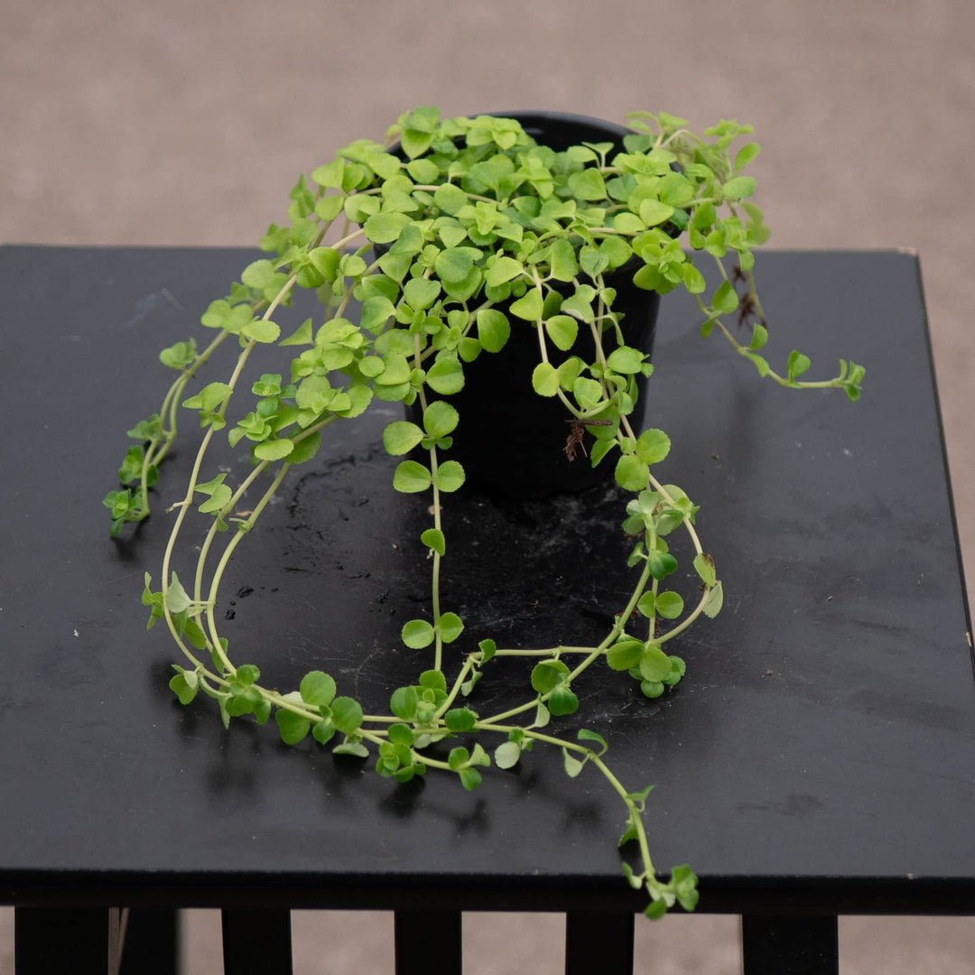 Gabriella Plants Pilea 4" Pilea depressa 'Baby Tears'