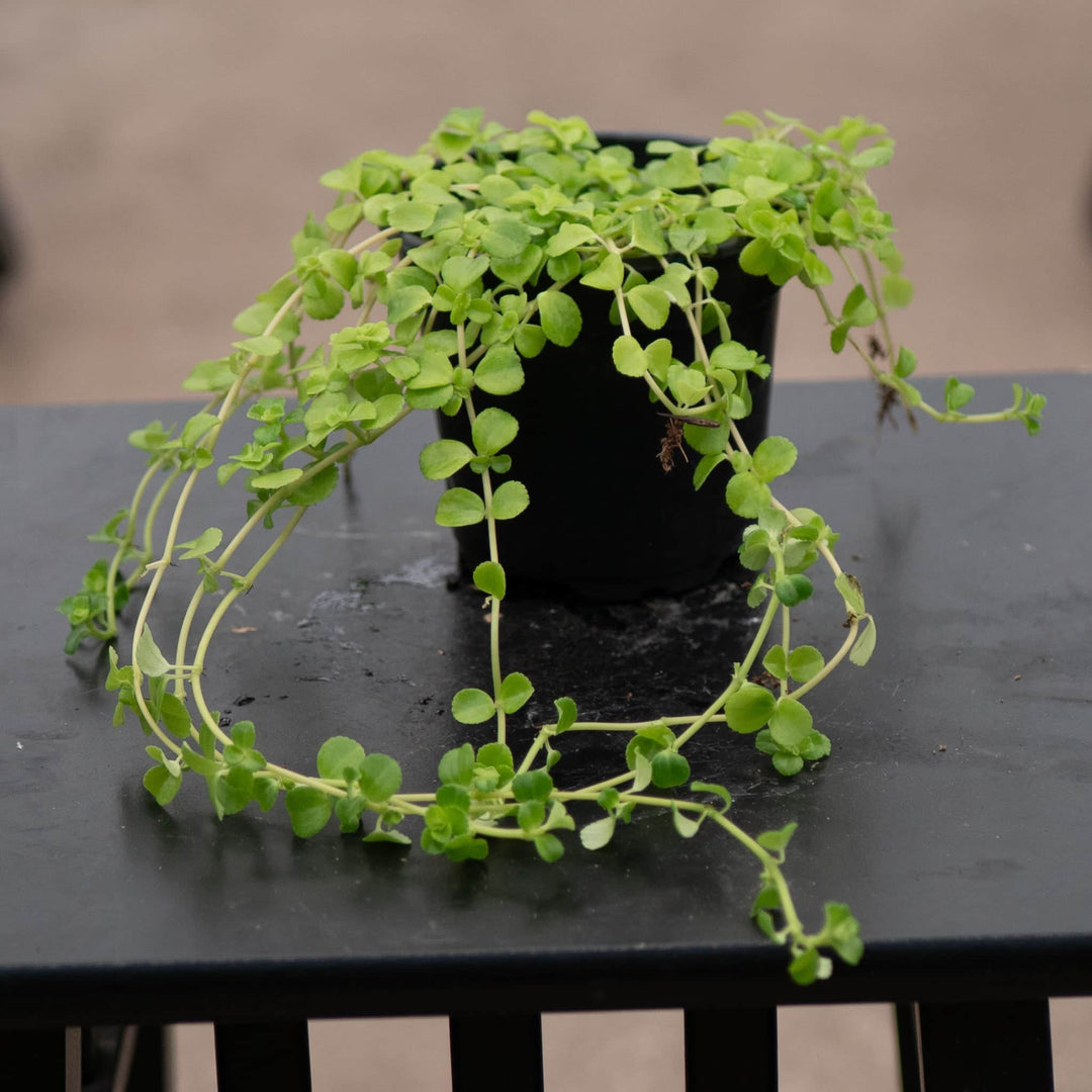 Gabriella Plants Pilea 4" Pilea depressa 'Baby Tears'