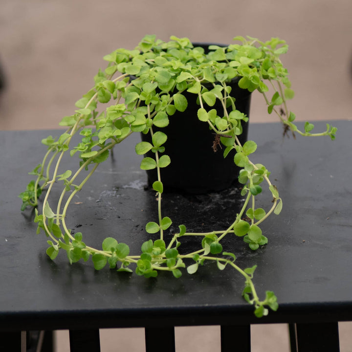 Gabriella Plants Pilea 4" Pilea depressa 'Baby Tears'