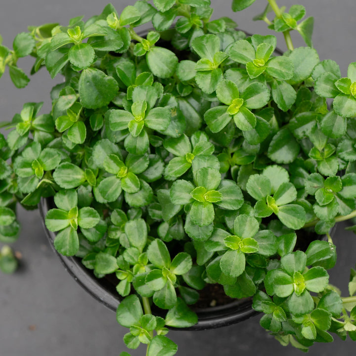 Gabriella Plants Pilea 4" Pilea depressa 'Baby Tears'