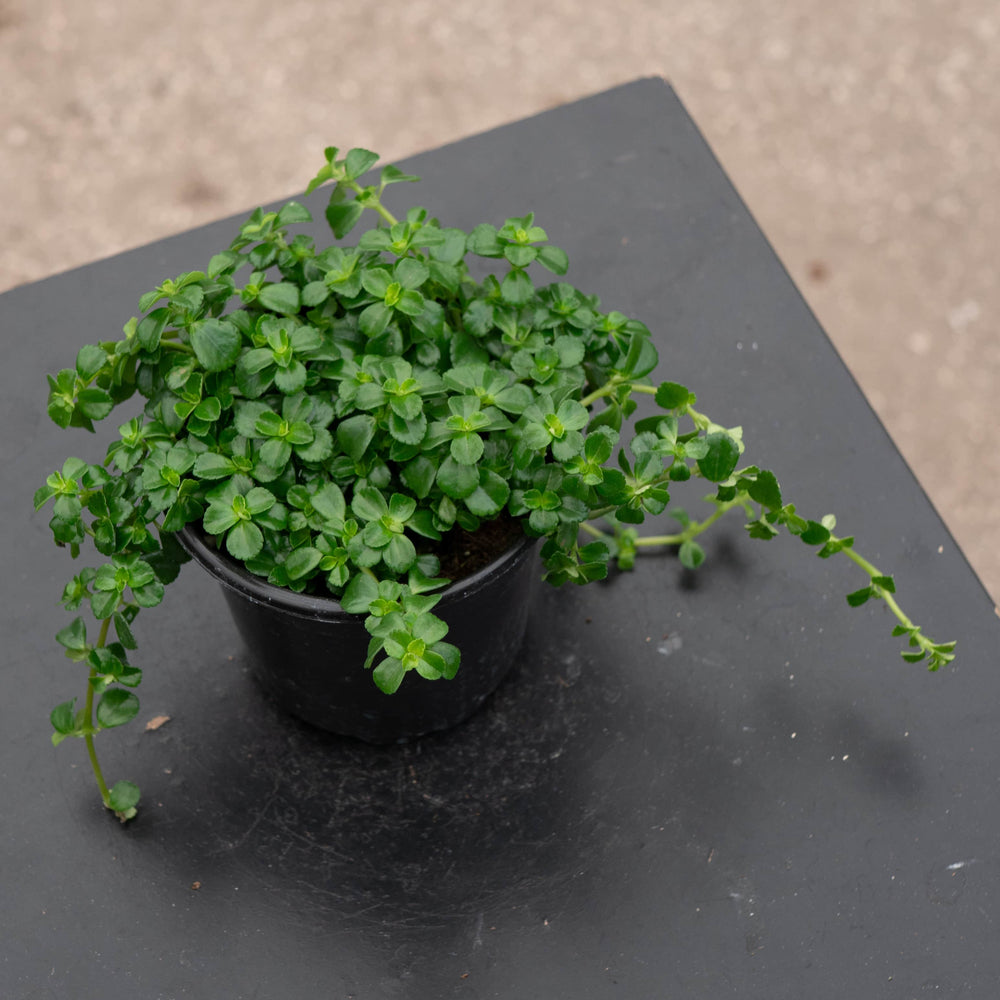 Gabriella Plants Pilea 4" Pilea depressa 'Baby Tears'