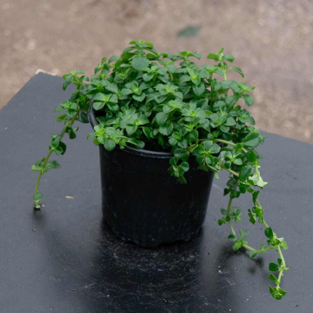 Gabriella Plants Pilea 4" Pilea depressa 'Baby Tears'