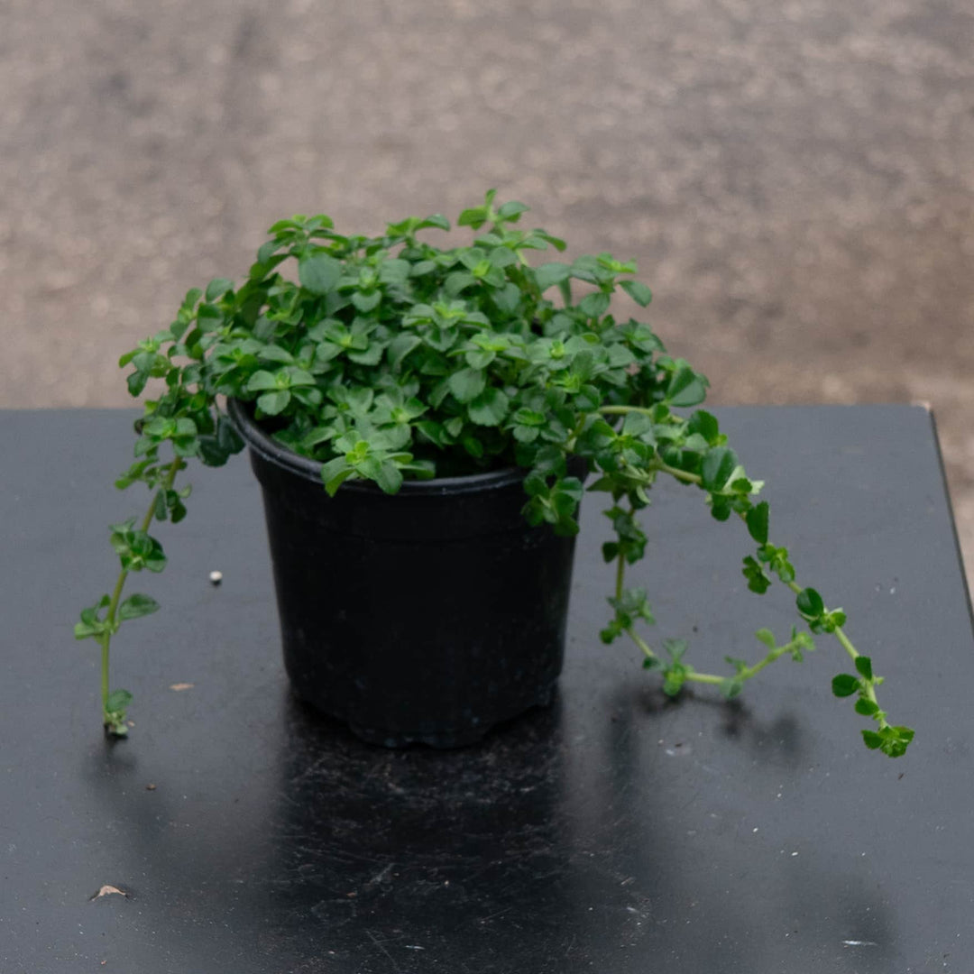 Gabriella Plants Pilea 4" Pilea depressa 'Baby Tears'