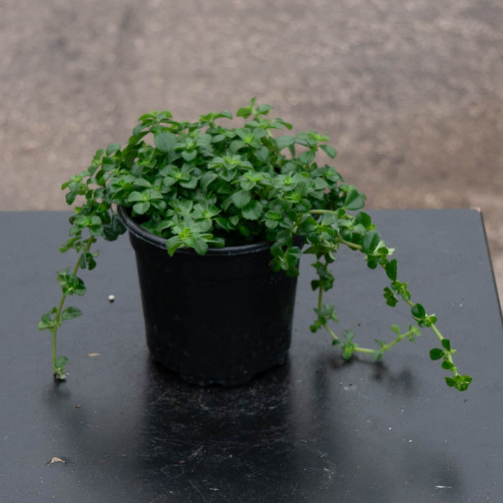 Gabriella Plants Pilea 4" Pilea depressa 'Baby Tears'
