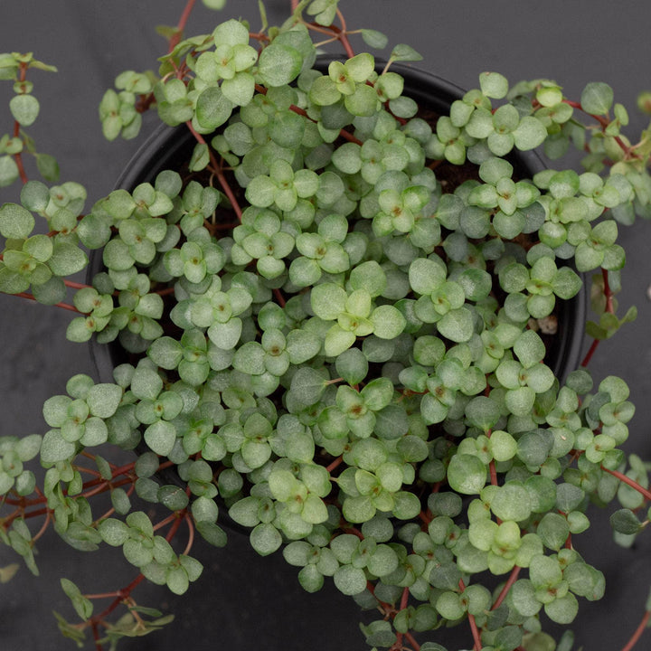 Gabriella Plants Succulent 4" Pilea glauca 'Aquamarine'