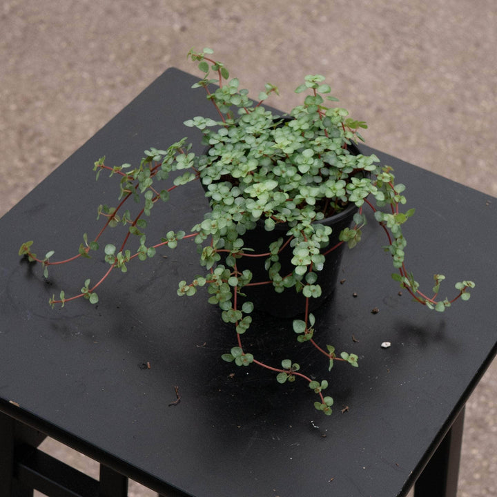 Gabriella Plants Succulent 4" Pilea glauca 'Aquamarine'