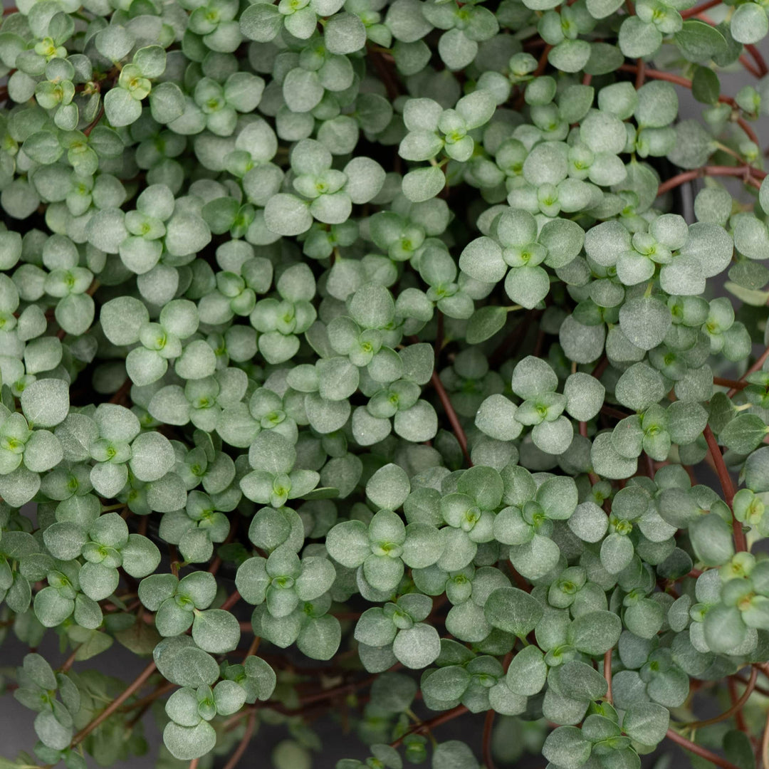 aquamarine succulent Pilea glauca 'Aquamarine'