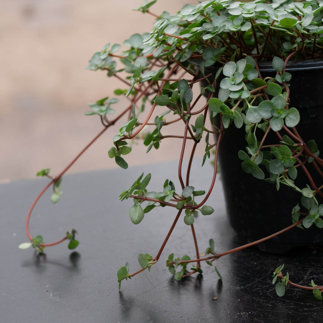 Gabriella Plants Succulent 4" Pilea glauca 'Aquamarine'