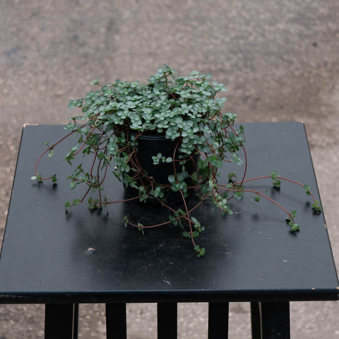 aquamarine succulent Pilea glauca 'Aquamarine'