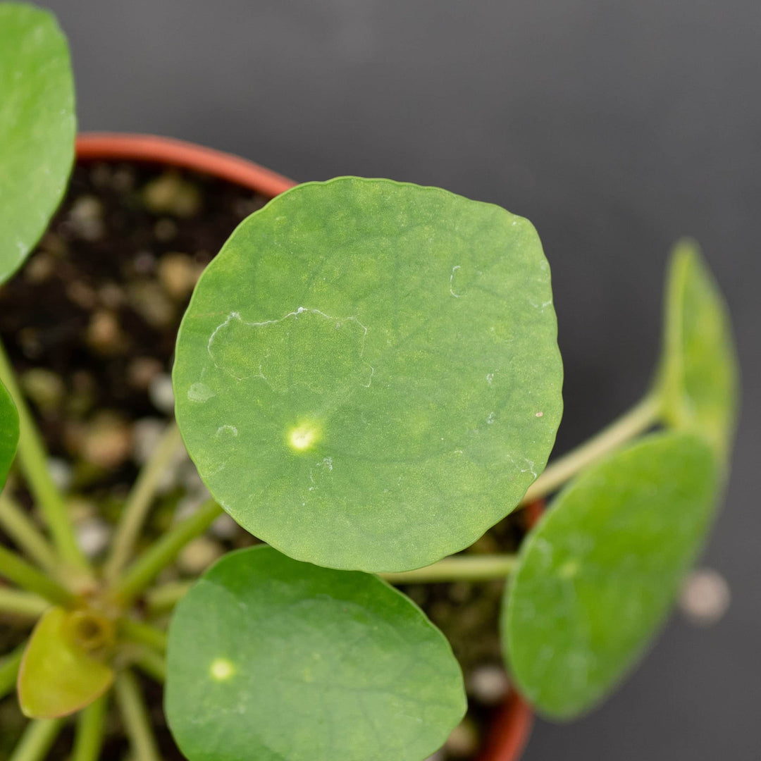 Gabriella Plants Other 4 Pilea peperomioides