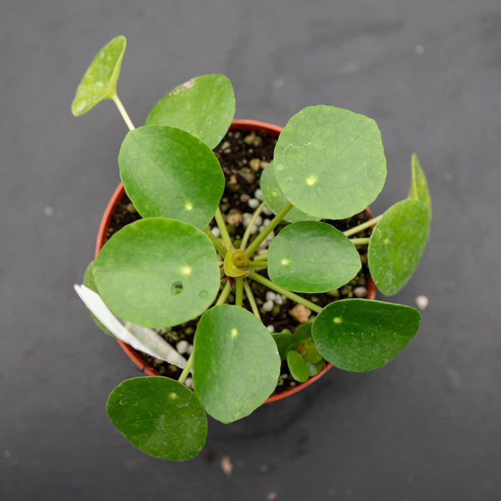 Gabriella Plants Other 4 Pilea peperomioides