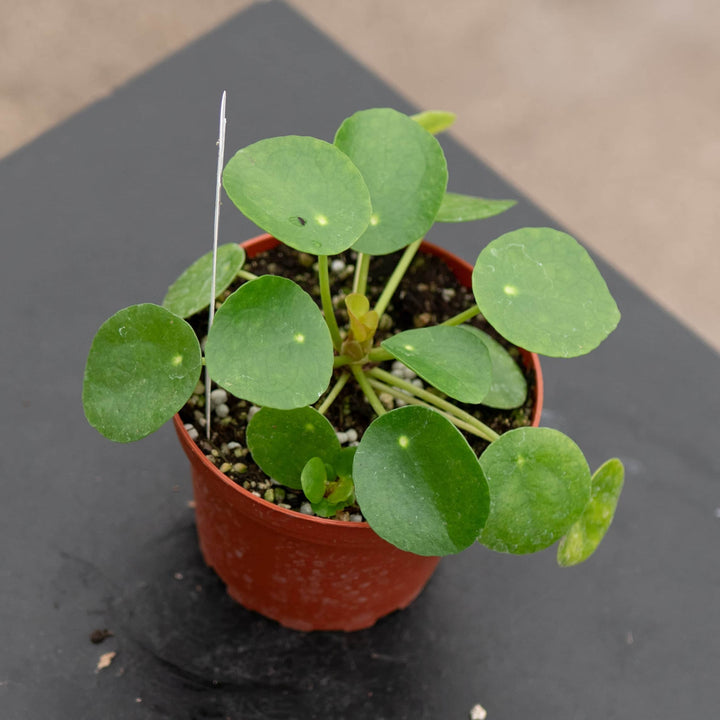 Gabriella Plants Other 4 Pilea peperomioides