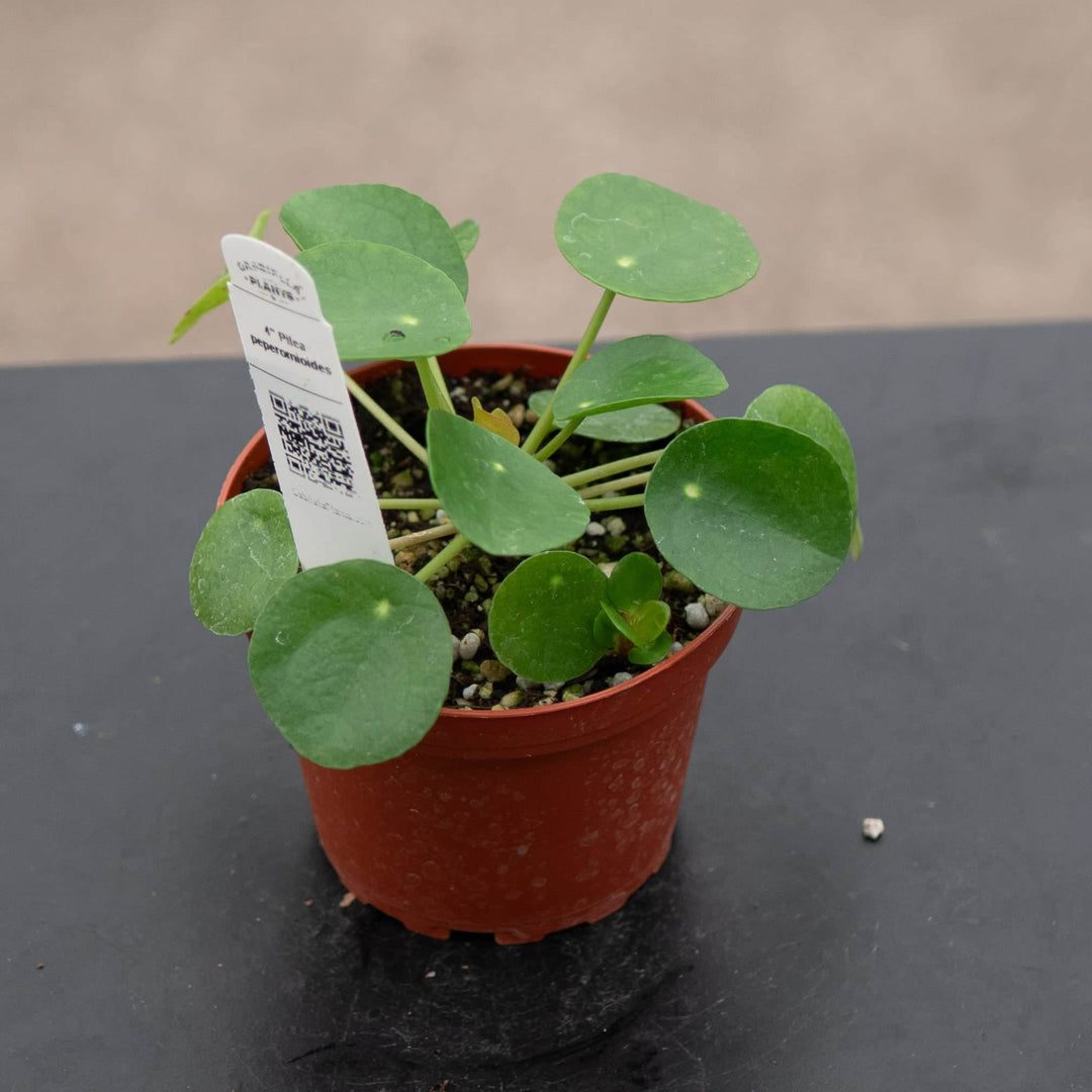 Gabriella Plants Other 4 Pilea peperomioides
