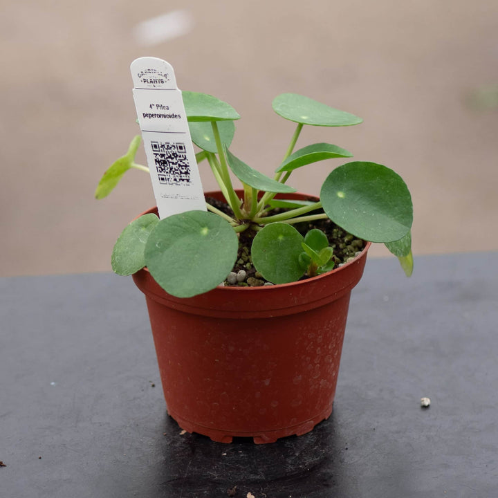 Gabriella Plants Other 4 Pilea peperomioides
