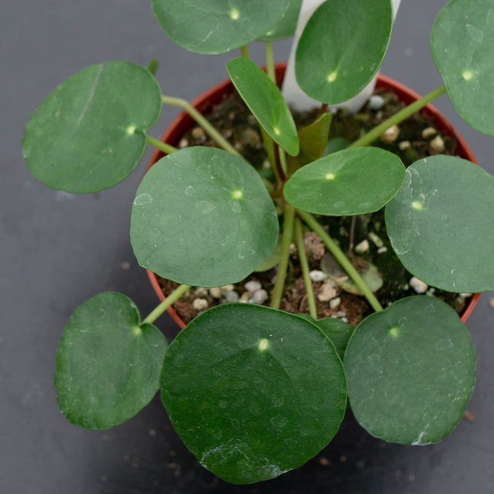 Gabriella Plants Other 4 Pilea peperomioides