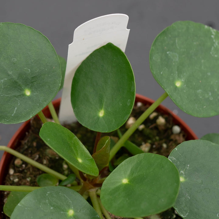 Gabriella Plants Other 4 Pilea peperomioides