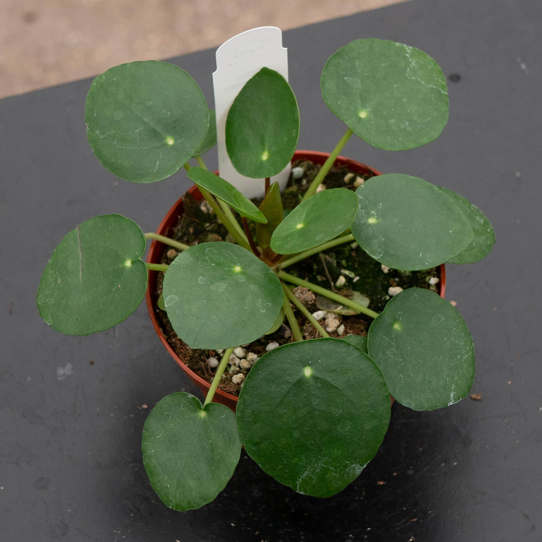 chinese money plant brown spots Pilea peperomioides