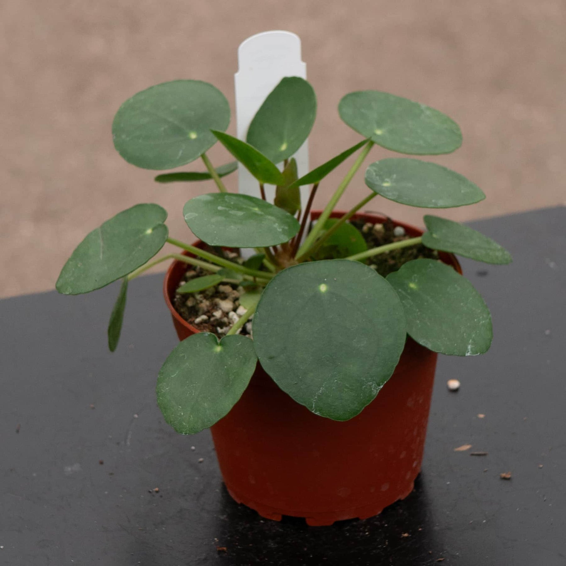 chinese money plant pilea peperomioides Pilea peperomioides