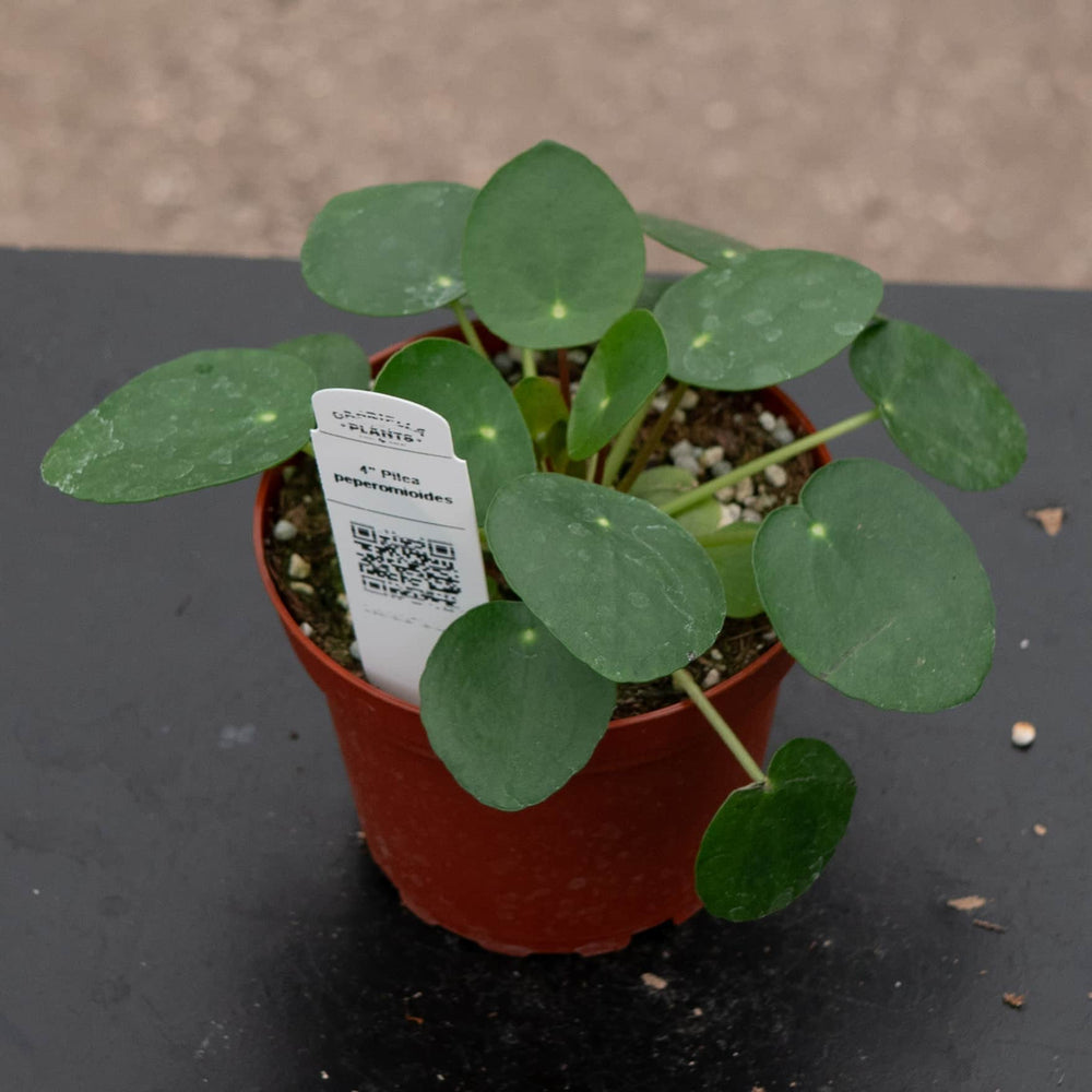 money plant black spots on leaves Pilea peperomioides