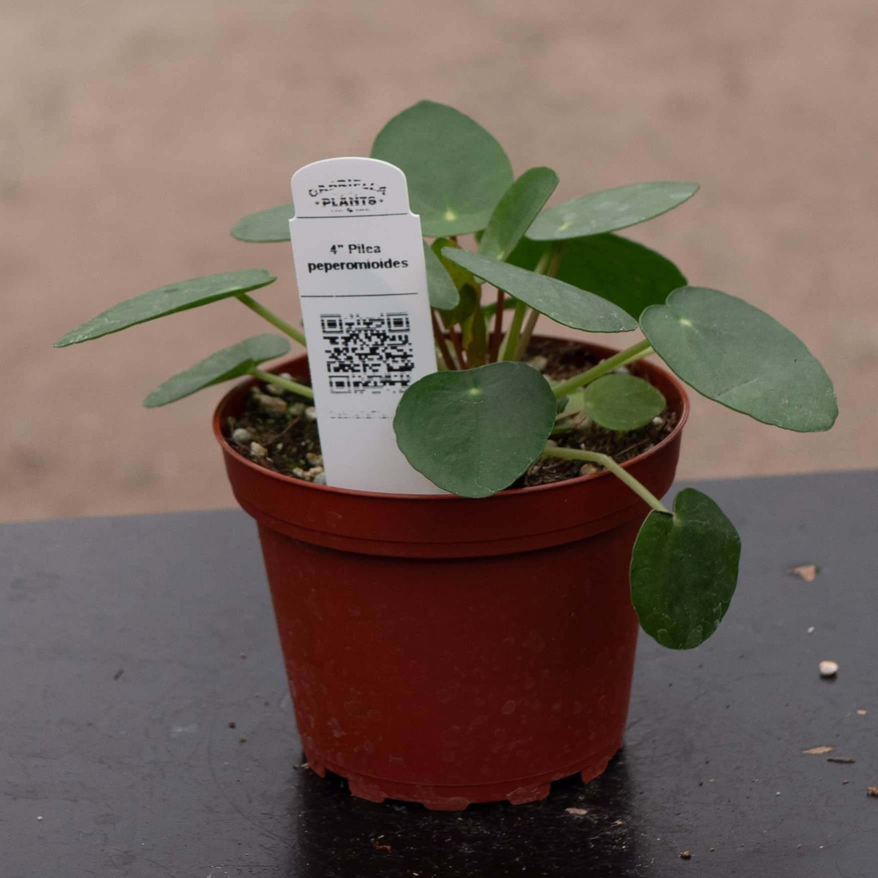pilea indoor plant Pilea peperomioides