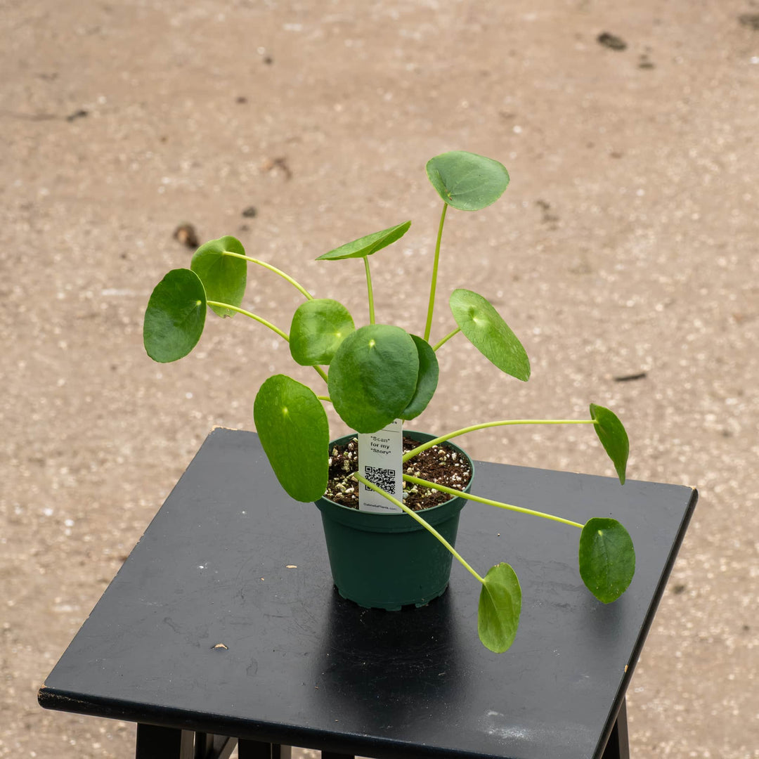 Gabriella Plants Other 4 Pilea peperomioides