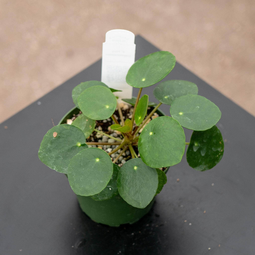 Gabriella Plants Other 4 Pilea peperomioides