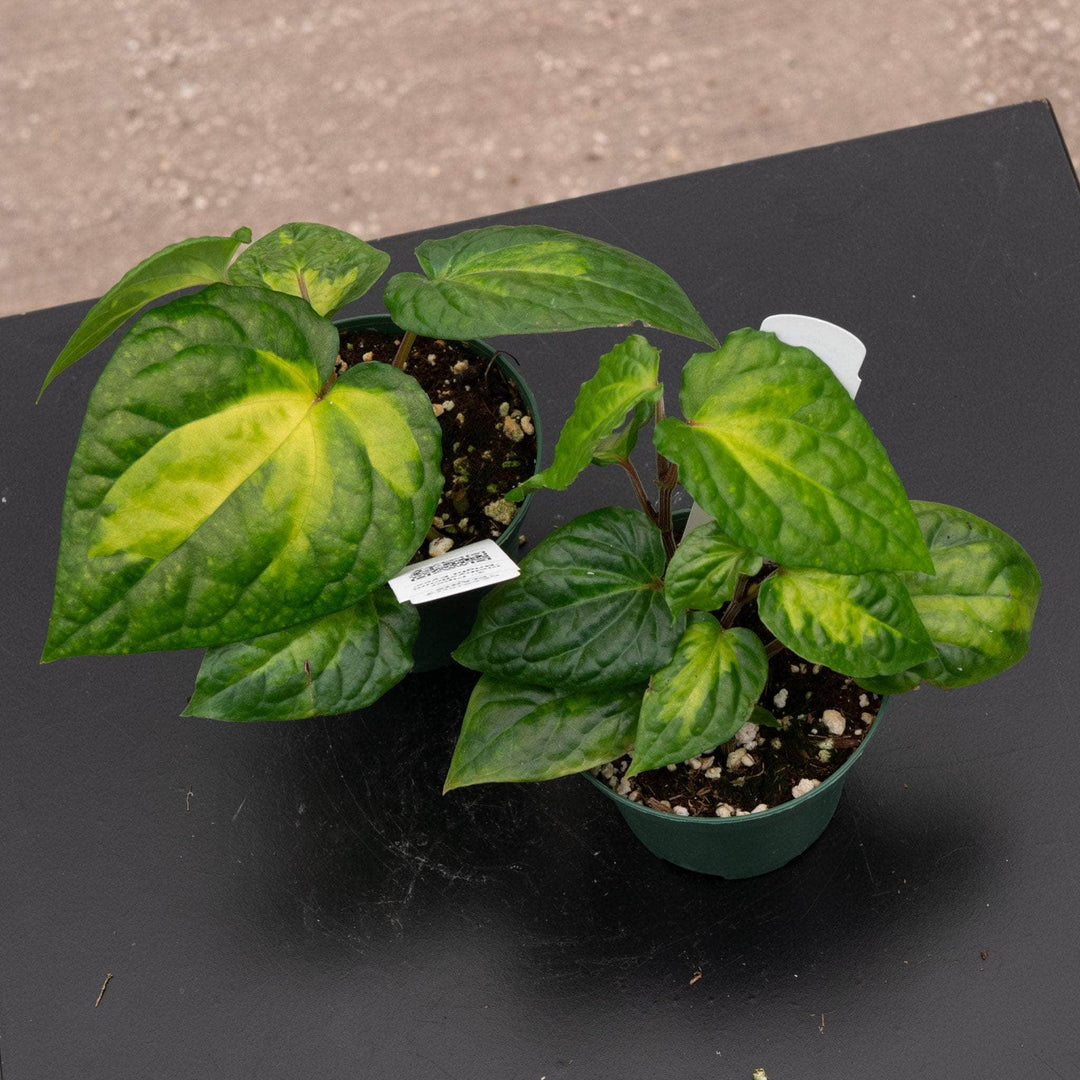 Gabriella Plants Piper 3" Piper methysticum 'Bright Eyes'