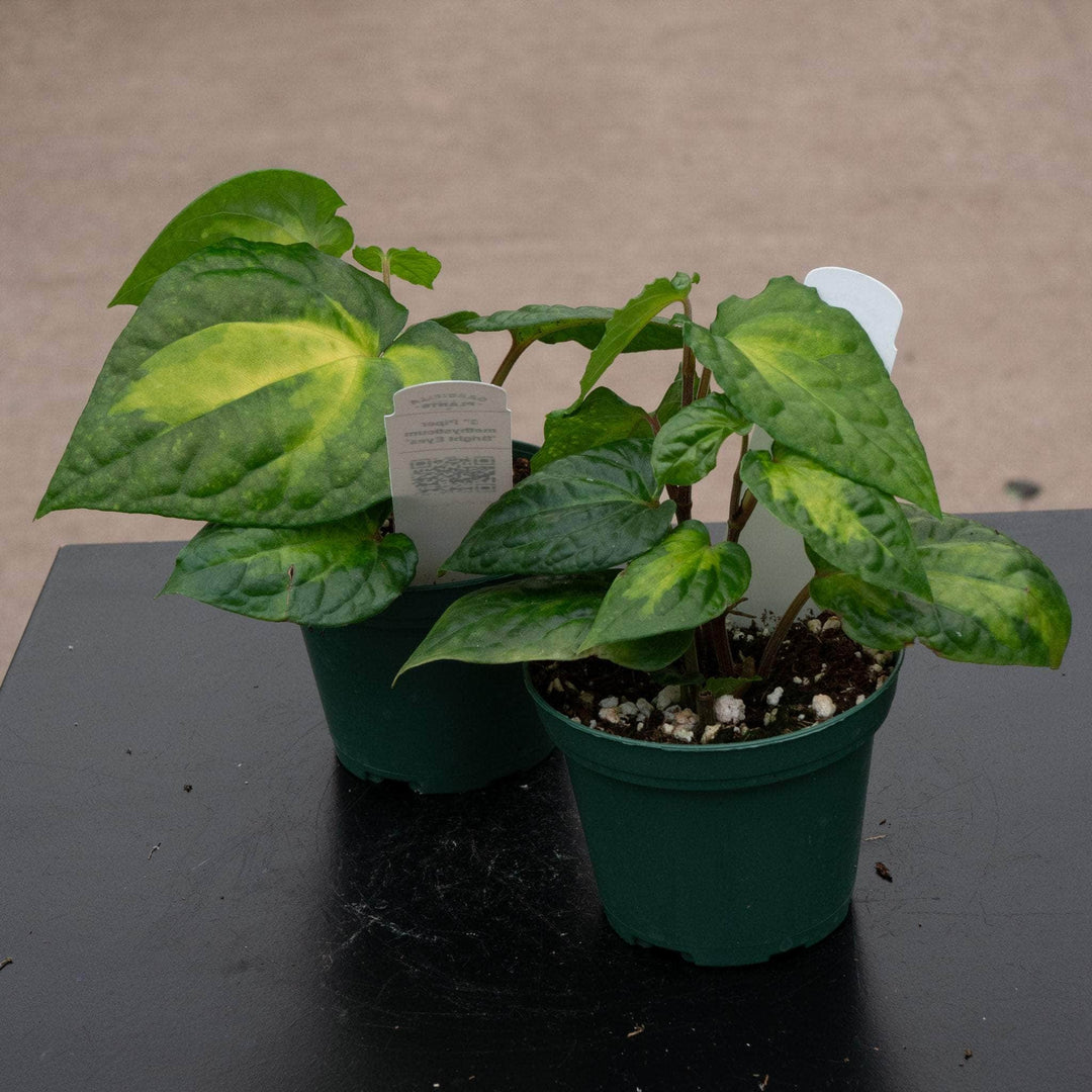 Gabriella Plants Piper 3" Piper methysticum 'Bright Eyes'