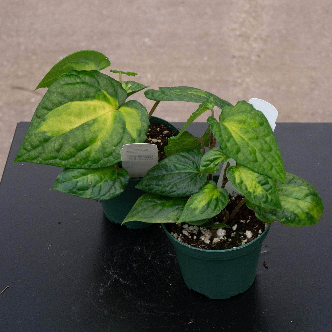 Gabriella Plants Piper 3" Piper methysticum 'Bright Eyes'