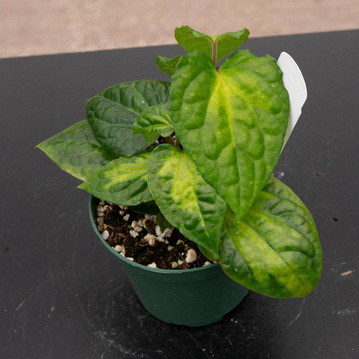 Gabriella Plants Piper 3" Piper methysticum 'Bright Eyes'