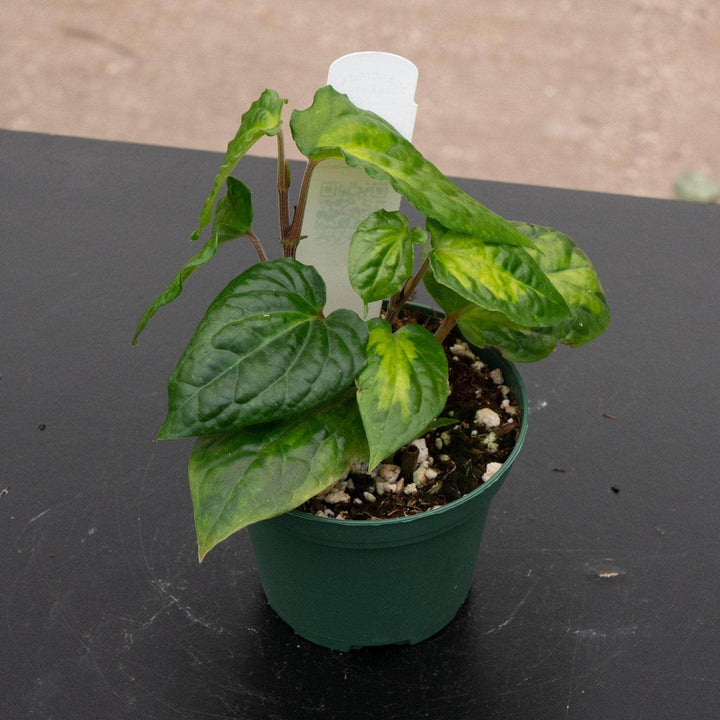 Gabriella Plants Piper 3" Piper methysticum 'Bright Eyes'